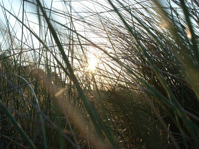 Campingbereich "Birkengrund"